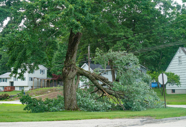 Best Stump Grinding Near Me  in USA